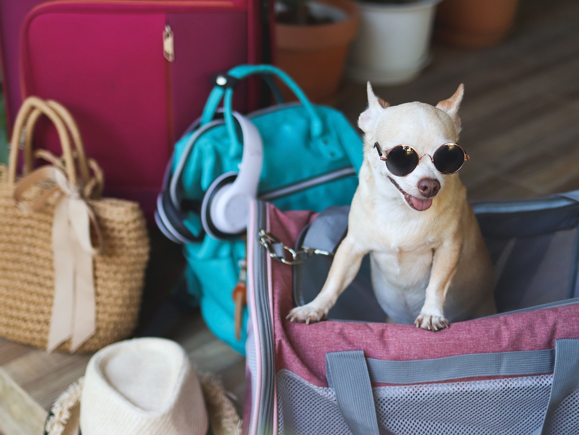 brown short hair chihuahua dog  wearing sunglasses, standing  in traveler pet carrier bag with travel accessories, ready to travel. Safe travel with animals.