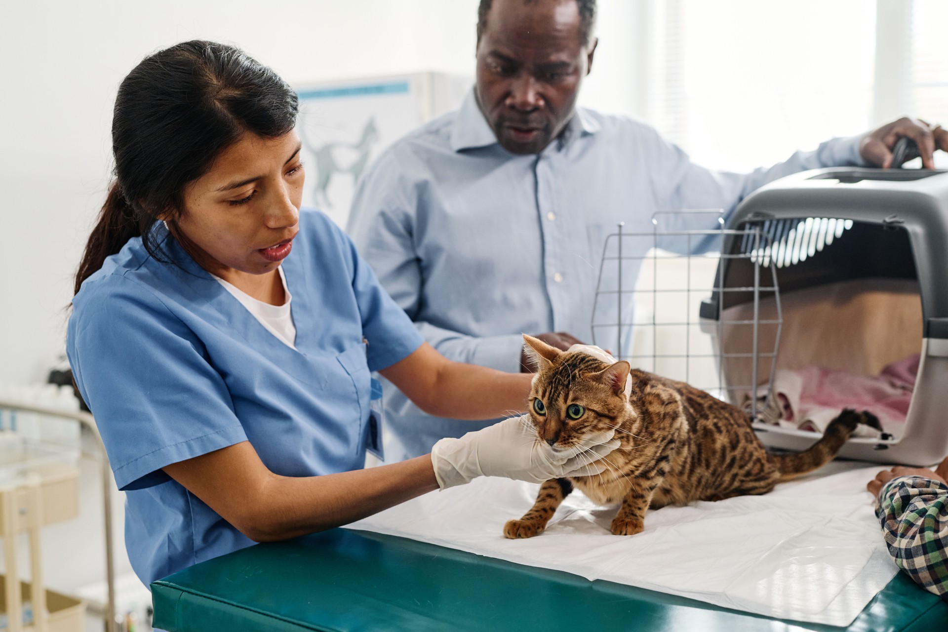Bringing Bengal Cat To Vet