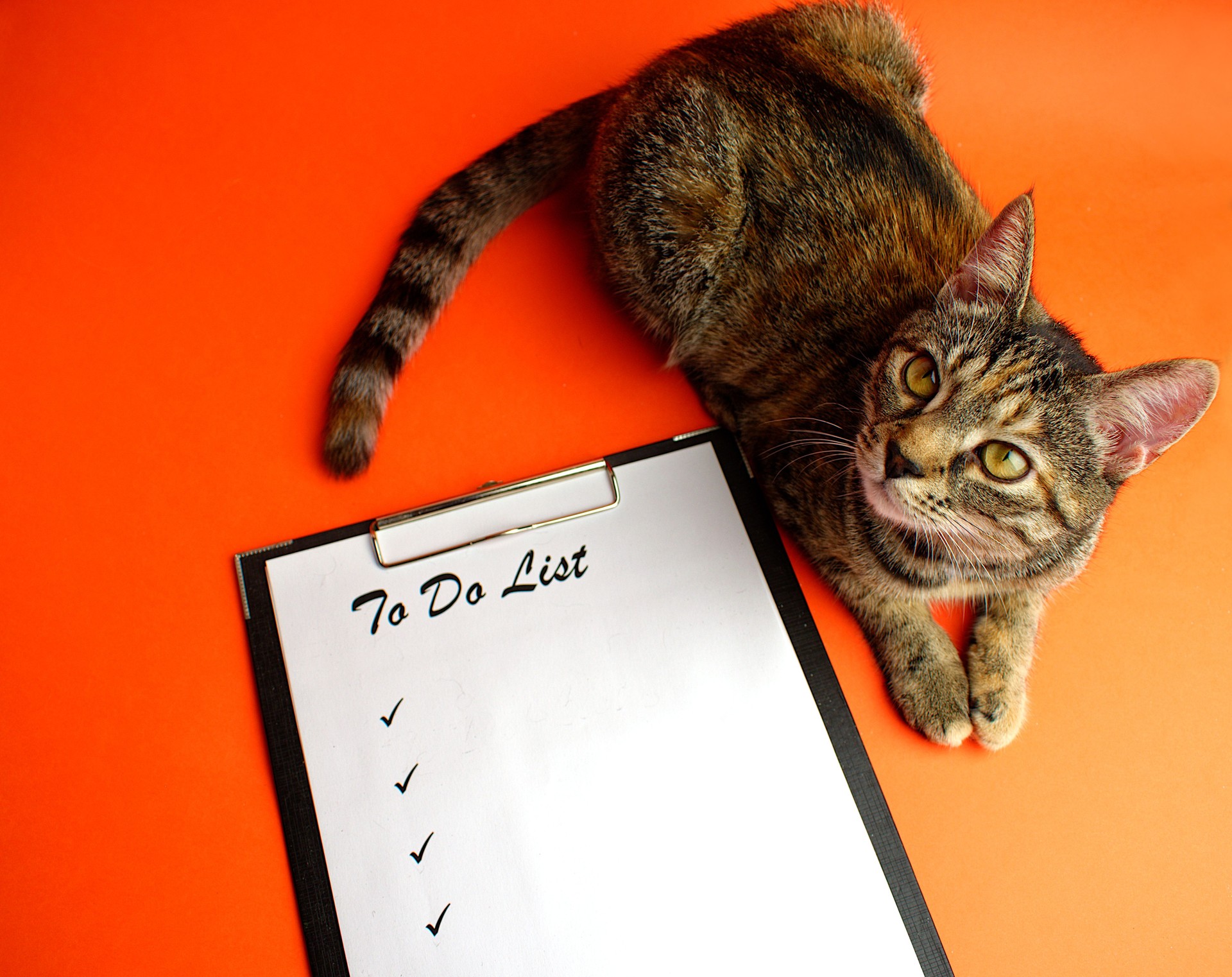 To do list. Notepad with a white sheet of paper, next to the cute tabby cat on an orange background. Copy space. Flat lay.